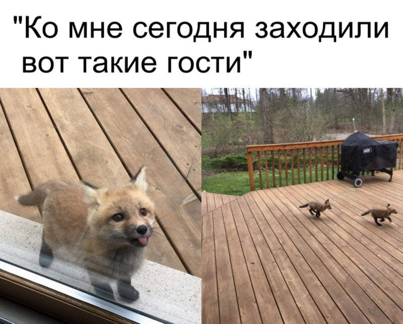 Прикольные картинки