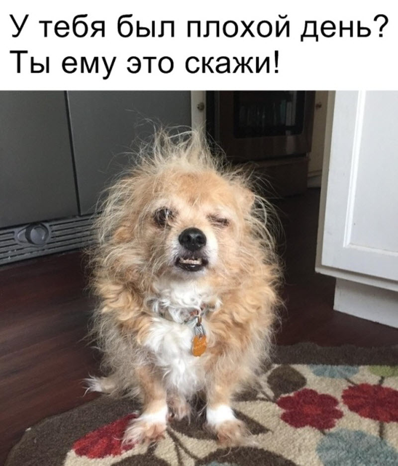 Прикольные картинки
