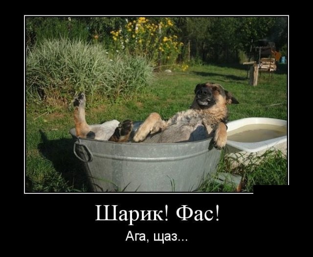 Демотиваторы