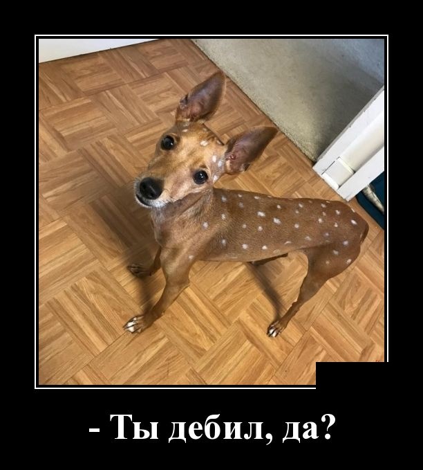 Демотиваторы