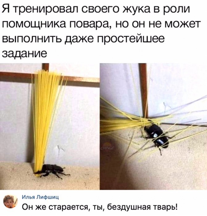 Забавные картинки