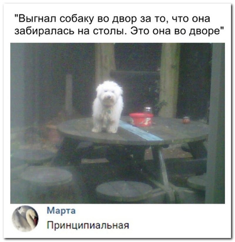 Забавные комментарии из социальных сетей