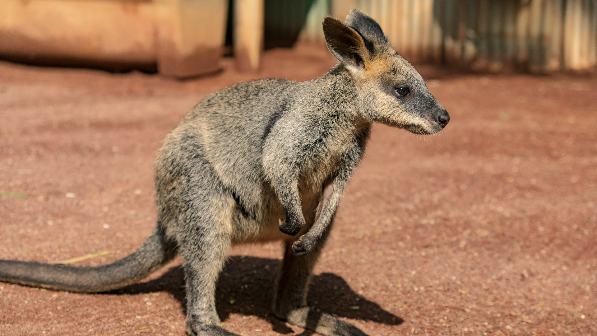 Что обязательно нужно сделать в Австралии Что обязательно нужно сделать в Австралии