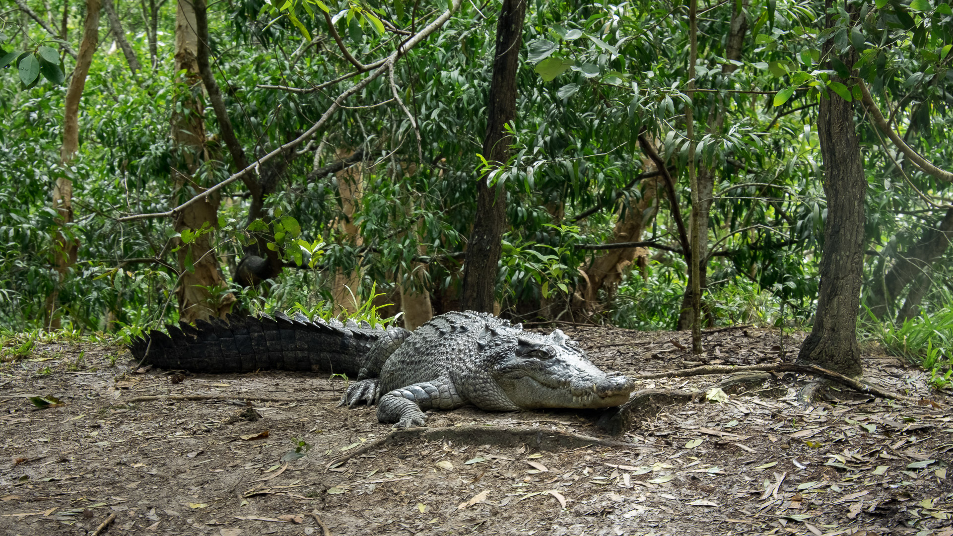 Что обязательно нужно сделать в Австралии Что обязательно нужно сделать в Австралии