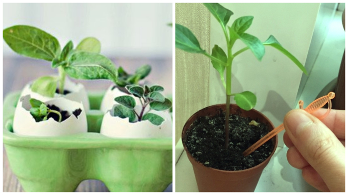 Правила выращивания рассады на балконе или подоконнике Правила выращивания рассады на балконе или подоконнике