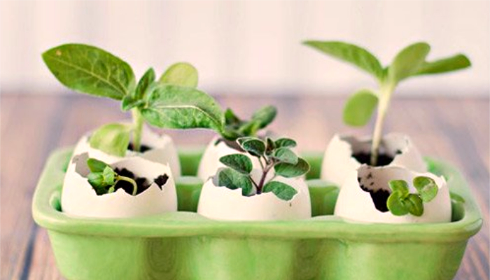 Правила выращивания рассады на балконе или подоконнике Правила выращивания рассады на балконе или подоконнике