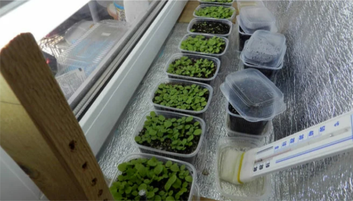 Правила выращивания рассады на балконе или подоконнике Правила выращивания рассады на балконе или подоконнике