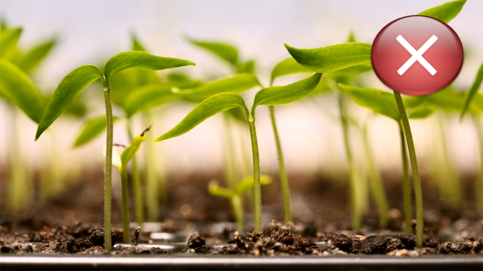 Правила выращивания рассады на балконе или подоконнике Правила выращивания рассады на балконе или подоконнике