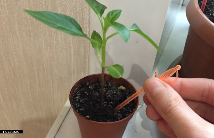 Правила выращивания рассады на балконе или подоконнике Правила выращивания рассады на балконе или подоконнике