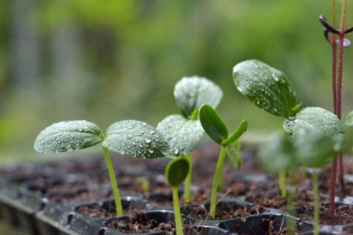 Правила выращивания рассады на балконе или подоконнике Правила выращивания рассады на балконе или подоконнике