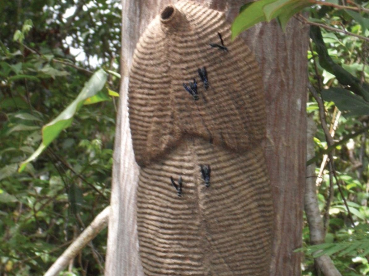 Энтомолог испытал на себе самые болезненные укусы насекомых и составил шкалу боли Энтомолог испытал на себе самые болезненные укусы насекомых и составил шкалу боли