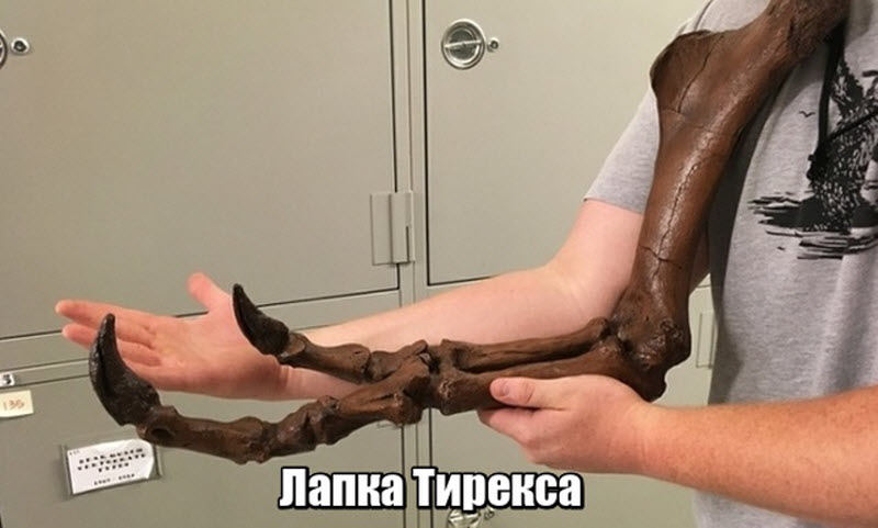Прикольные картинки Прикольные картинки