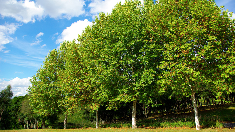 Как ищут воду в грунте