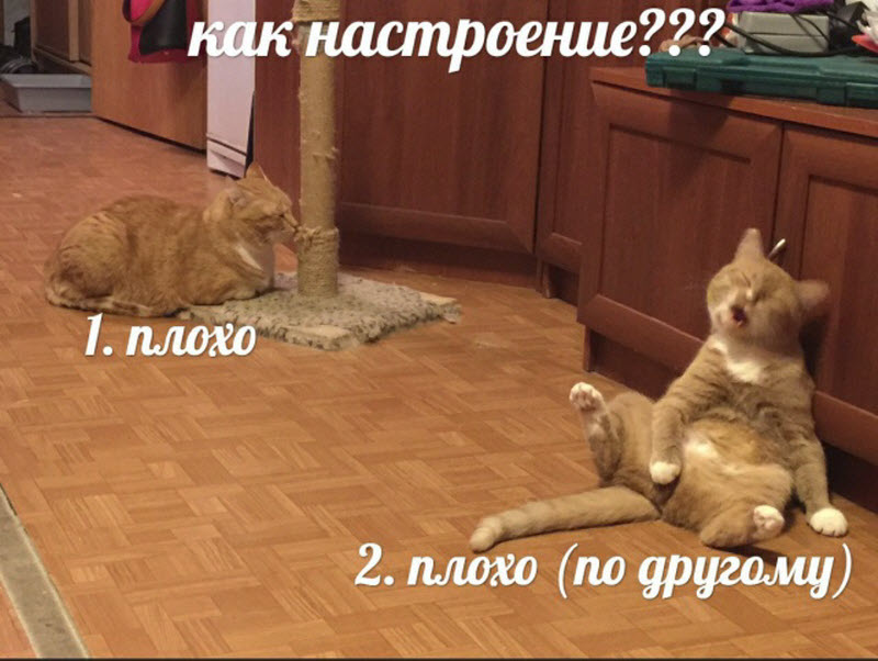 Прикольные картинки