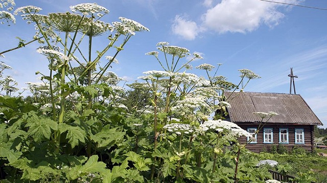 Суровые дачные законы. Что нельзя делать на своем загородном участке