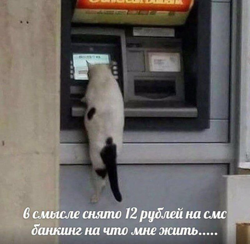 Прикольные картинки