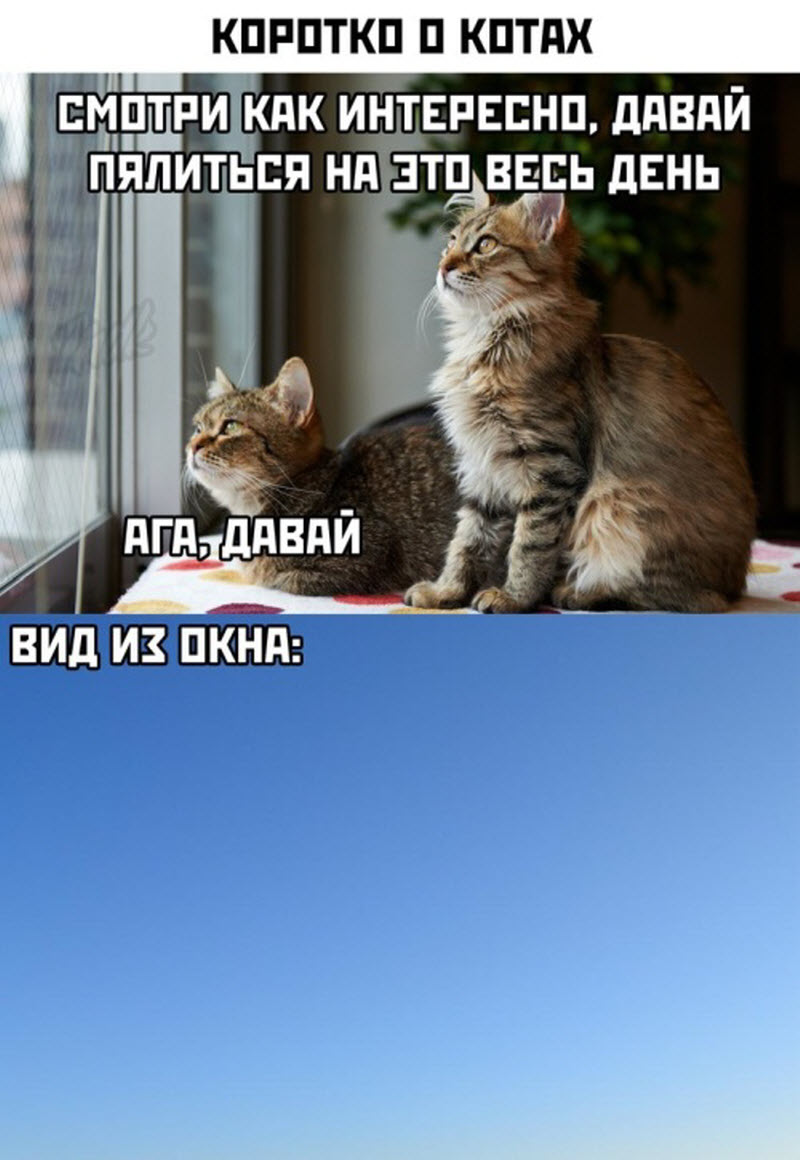Прикольные картинки