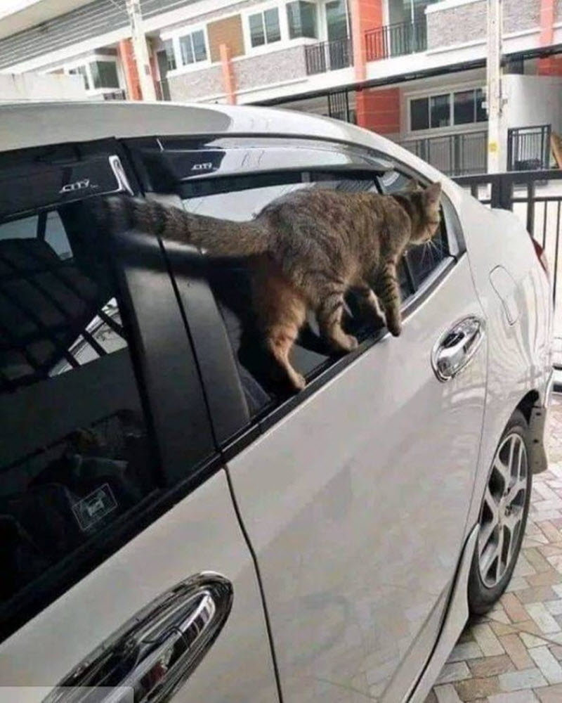 Прикольные картинки
