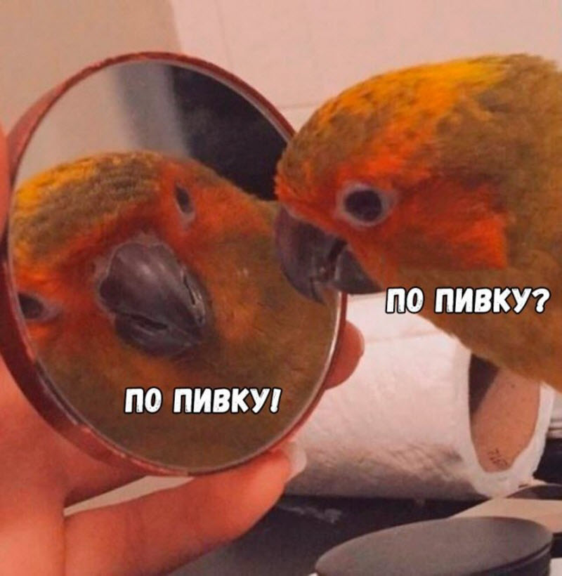 Прикольные картинки