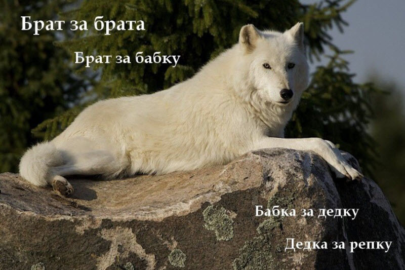 Прикольные картинки