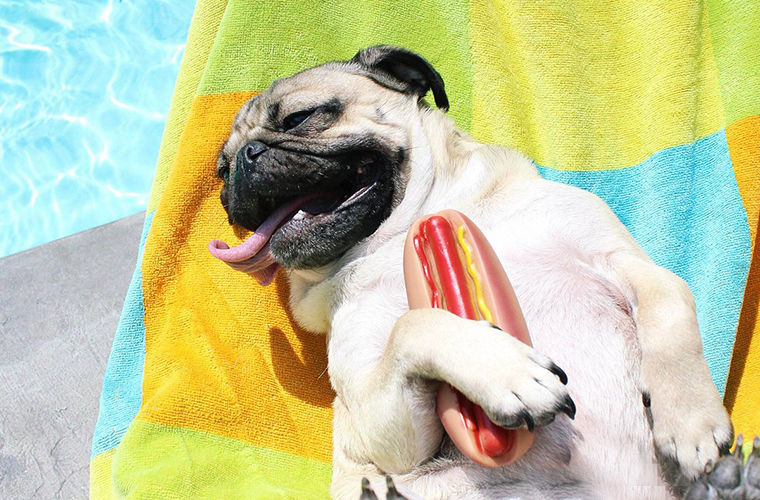 Страдают ли животные от солнечных ожогов?