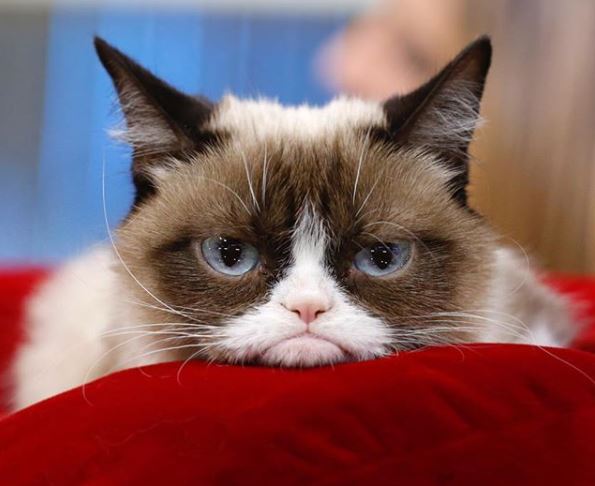 Умерла легендарная сердитая кошка Grumpy Cat
