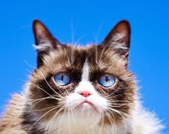 Умерла легендарная сердитая кошка Grumpy Cat