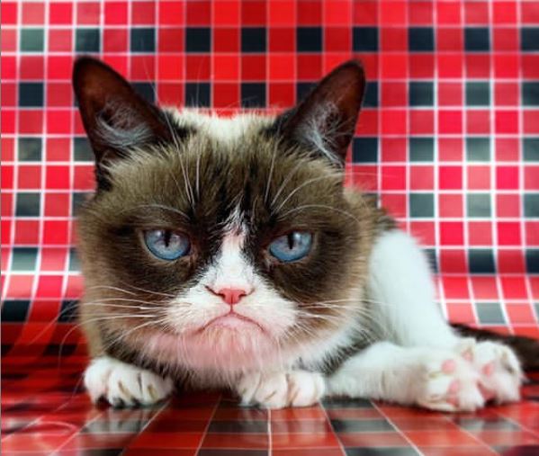 Умерла легендарная сердитая кошка Grumpy Cat