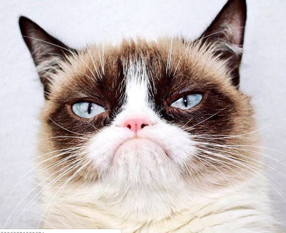 Умерла легендарная сердитая кошка Grumpy Cat