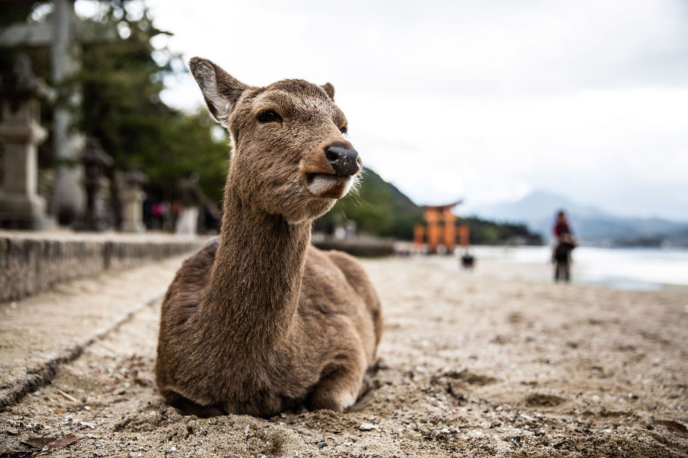 Работы с конкурса National Geographic Travel Photographer 2019