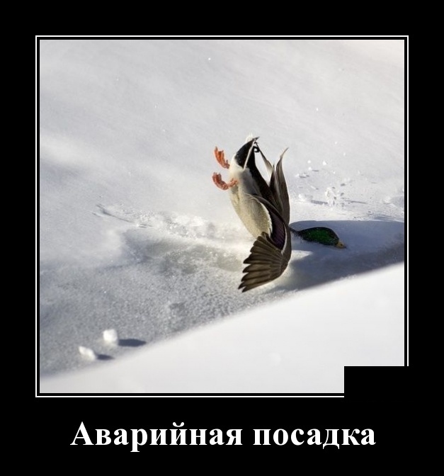 Демотиваторы
