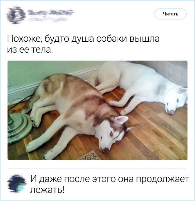 Комментирование - это искусство. Подборка острот с просторов Интернета