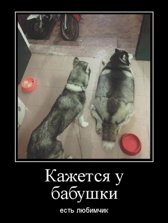 Демотиваторы