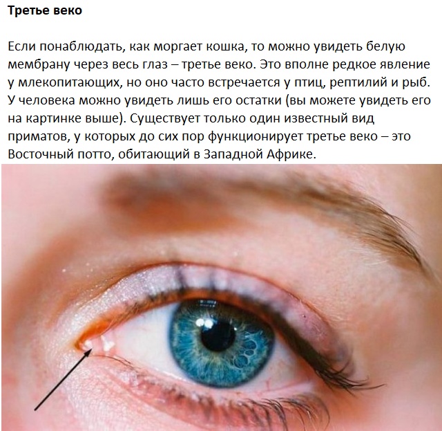 Следы на человеческом теле, оставленные эволюцией