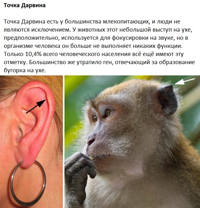 Следы на человеческом теле, оставленные эволюцией
