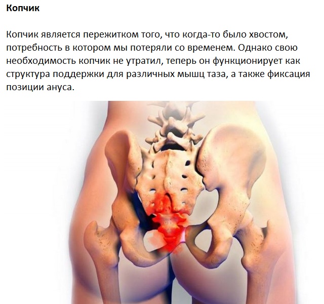 Следы на человеческом теле, оставленные эволюцией