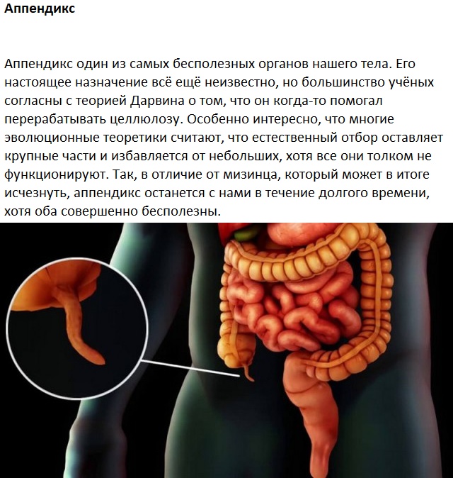 Следы на человеческом теле, оставленные эволюцией