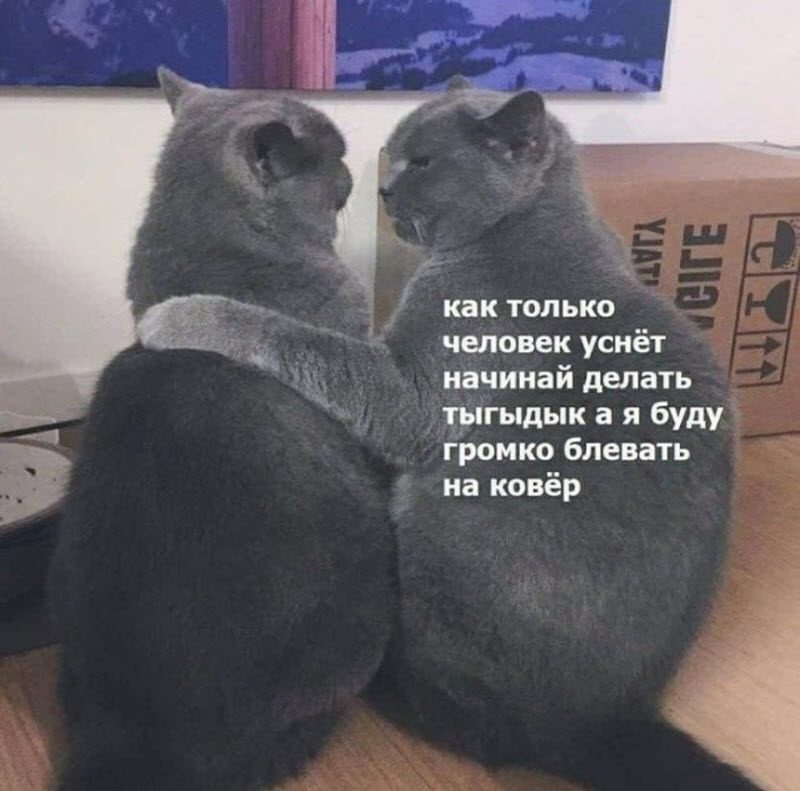 Прикольные картинки