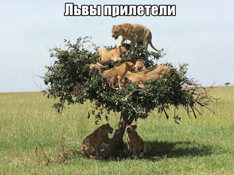 Прикольные картинки
