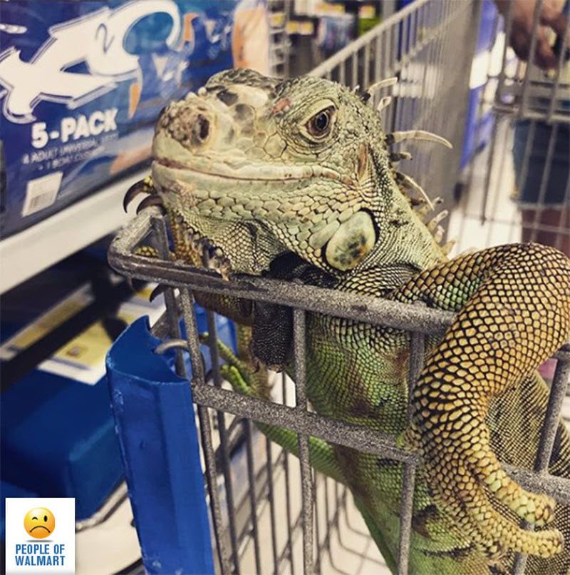 Экстравагантные покупатели Walmart