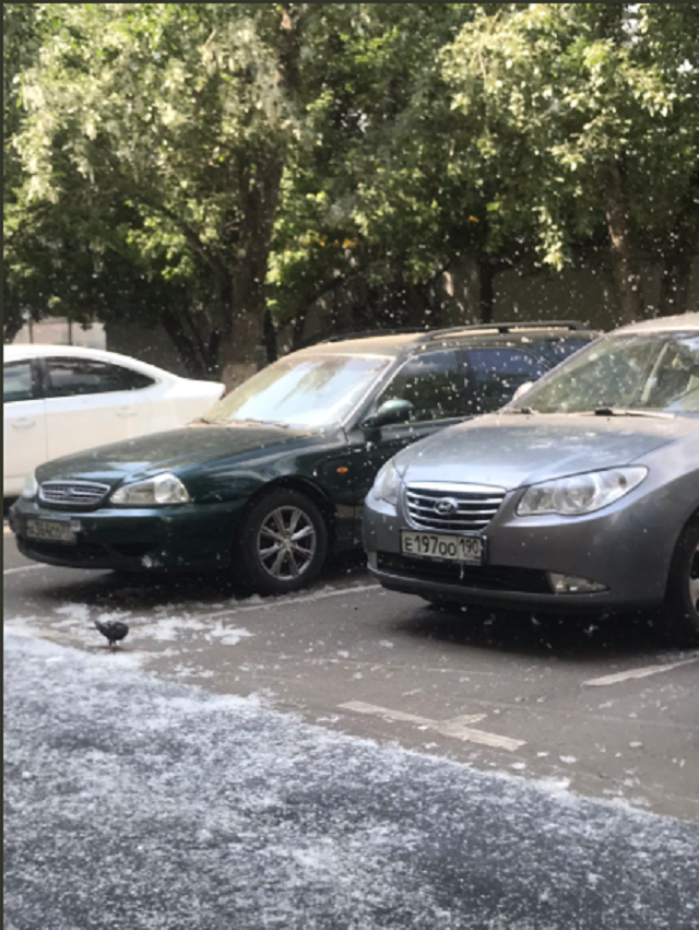 Нашествие тополиного пуха