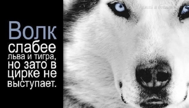 "Пацанская народная мудрость" и цитаты про волков
