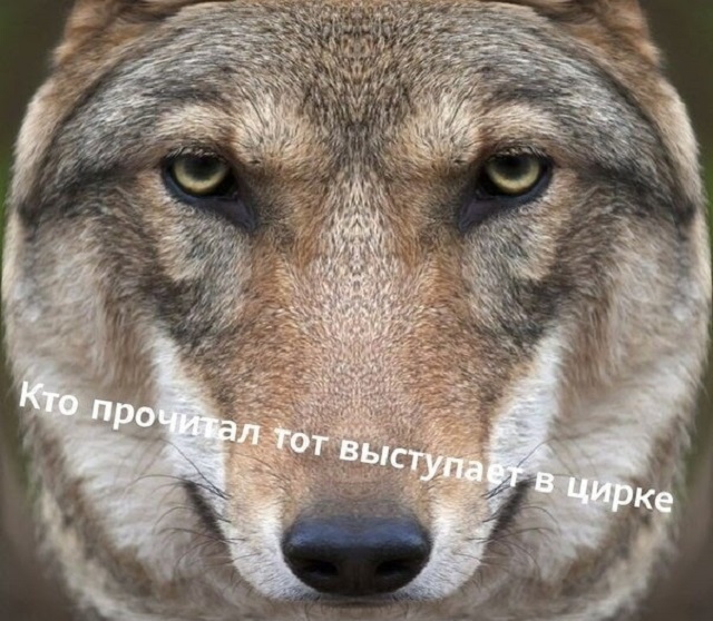 "Пацанская народная мудрость" и цитаты про волков