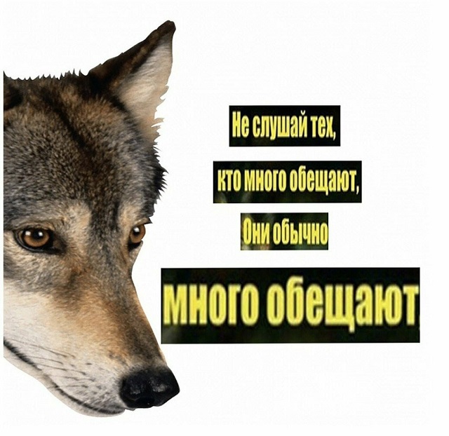"Пацанская народная мудрость" и цитаты про волков