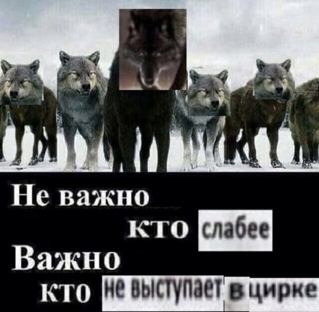 "Пацанская народная мудрость" и цитаты про волков