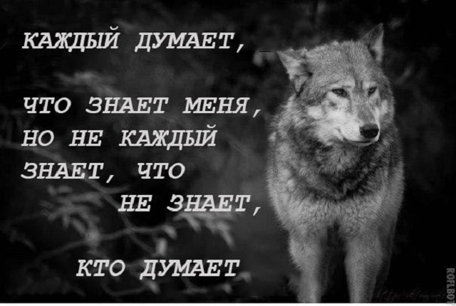 "Пацанская народная мудрость" и цитаты про волков