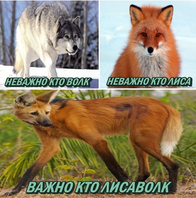 "Пацанская народная мудрость" и цитаты про волков