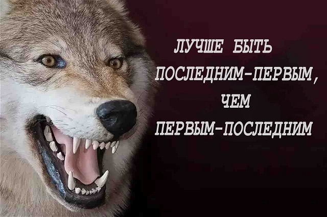 "Пацанская народная мудрость" и цитаты про волков