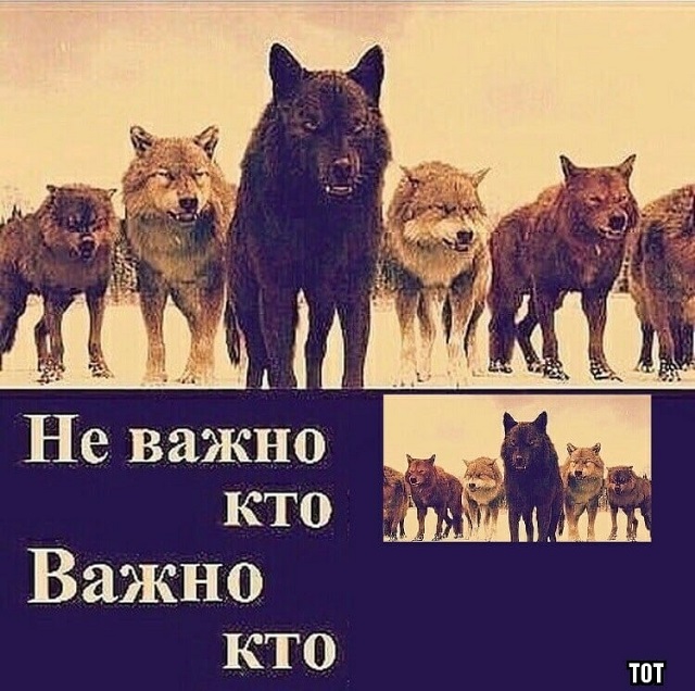 "Пацанская народная мудрость" и цитаты про волков