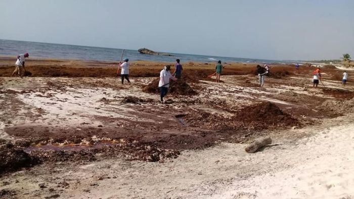 Мексиканский предприниматель строит дома из водорослей